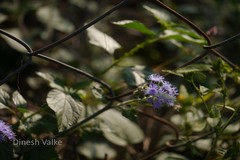 Ageratum houstonianum